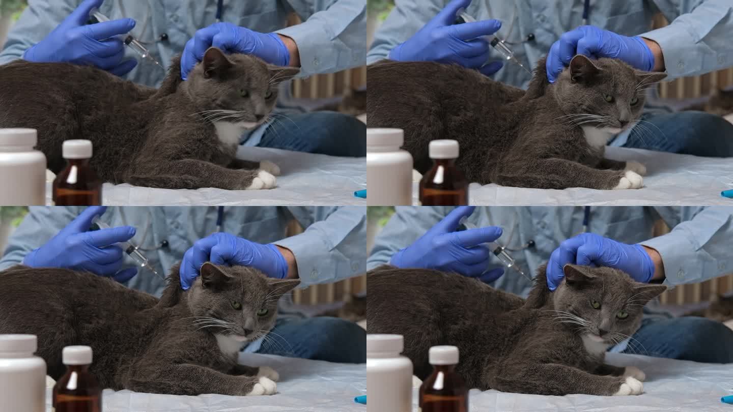猫咪兽医检查。兽医检查猫，从跳蚤、虱子滴下。宠物疫苗接种。家畜治疗。医生给猫注射疫苗。兽医正在给病猫