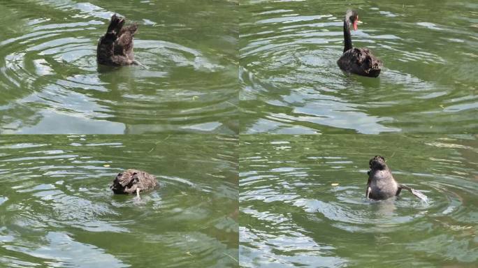 黑天鹅在湖中下潜寻找食物，头和屁股下潜4k