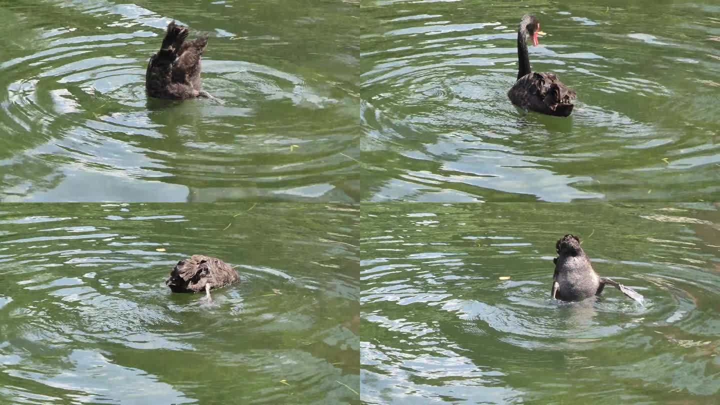 黑天鹅在湖中下潜寻找食物，头和屁股下潜4k