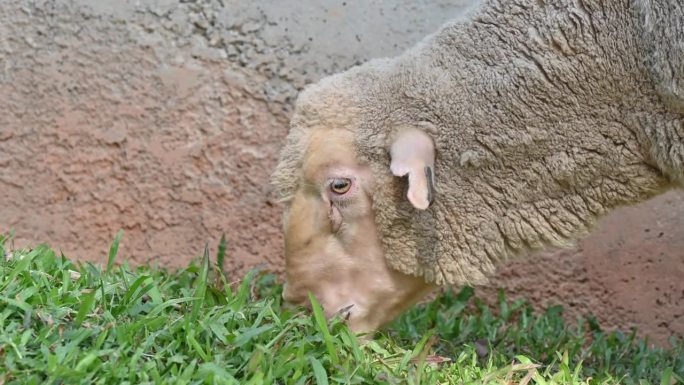 美利奴羊在牧羊场吃草。美利奴羊是一种非常重要和受欢迎的家羊品种。