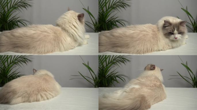 一只毛茸茸的白猫躺着摇尾巴。