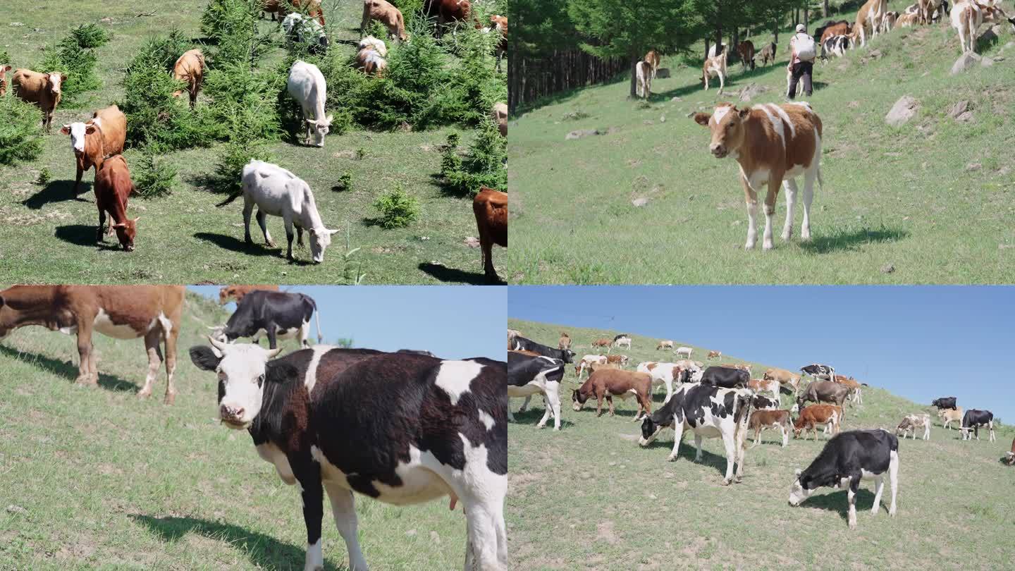 牛群在山上吃草