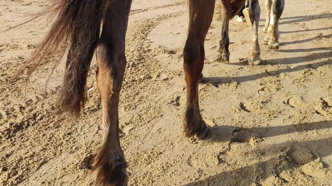 牵马行走沙滩马蹄脚印特写游客骑马行走海边