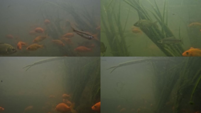 水下摄影 鱼儿游来游去 水底世界
