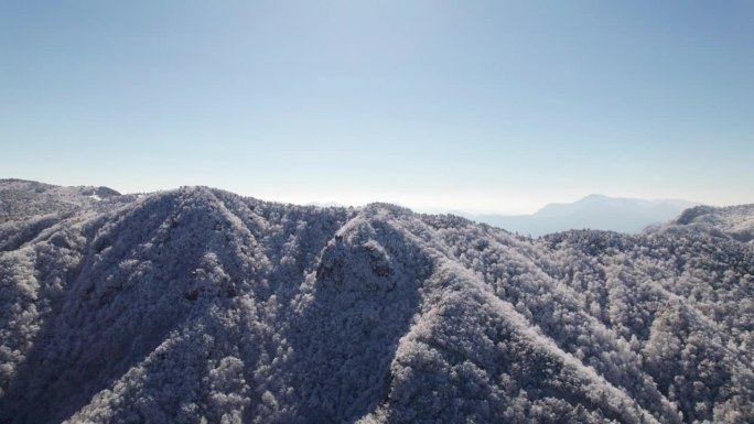 美丽的航拍画面，山上白雪覆盖的松树林。白霜和白霜覆盖着树木。4k无人机拍摄的中国浙江杭州临安白章岭冬