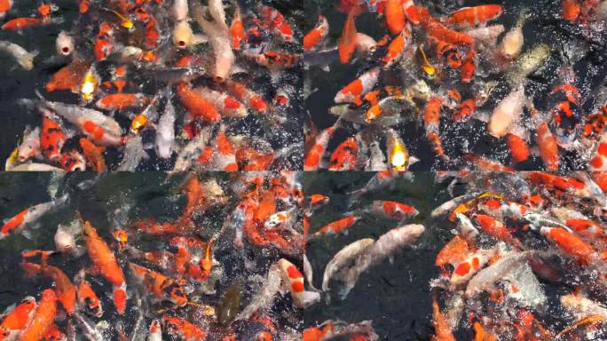 绿水池塘里的金鱼和锦鲤。锦锦鲤是阿穆尔鲤鱼(Cyprinus rubrofuscus)的彩色品种，用