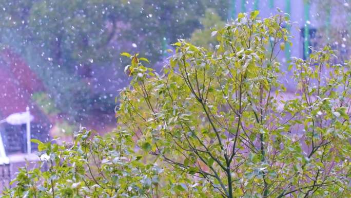 冬天下雪天雪景升格风景风光美景特写素材