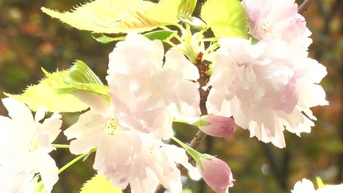 西安青龙寺樱花盛开