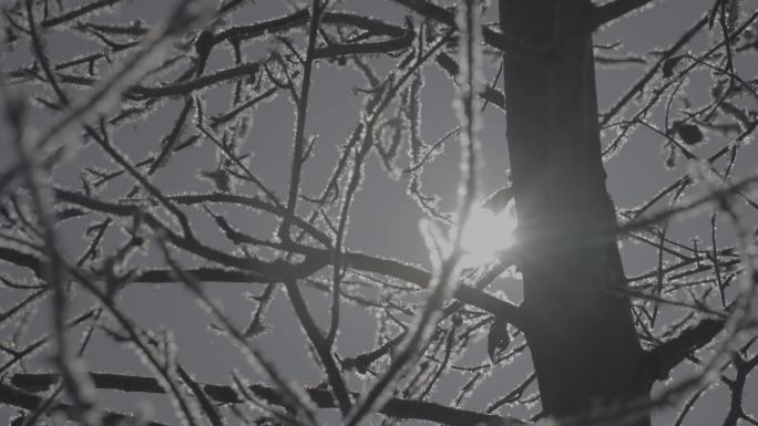 背光落雪的树林