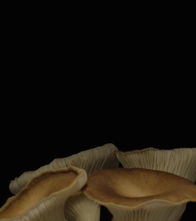 生长蘑菇垂直视频延时黑色背景。