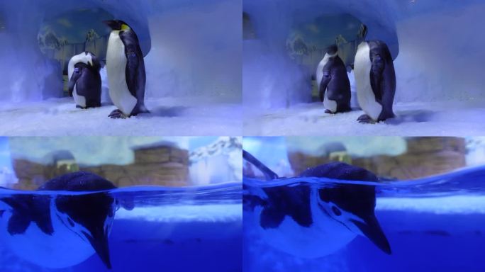 企鹅游泳海洋乐园