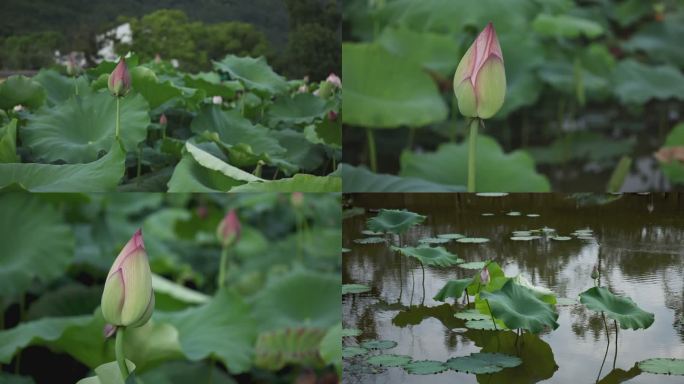 秋季荷花池塘中央荷苞特写