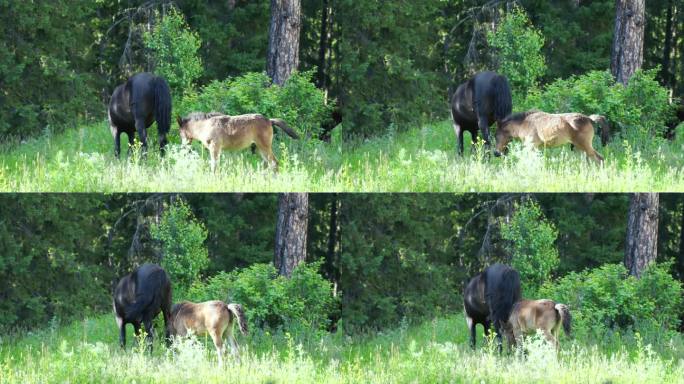 马森林树林草原上的马吃草野外的马吃草野马