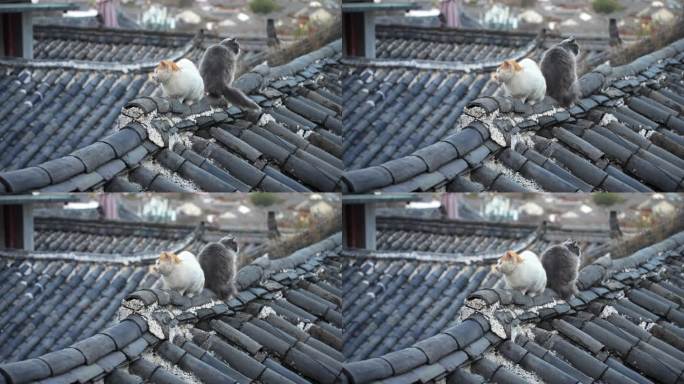 慢镜头升格云南旅游丽江古城屋顶上的宠物猫
