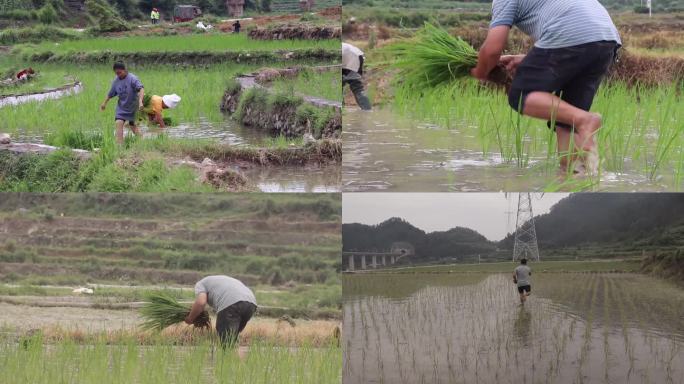 贵州省 台江县 村民在田间插秧