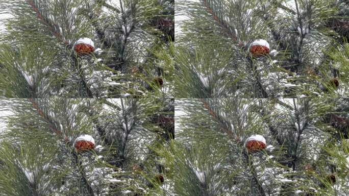 雪中松果2横版4K视频素材