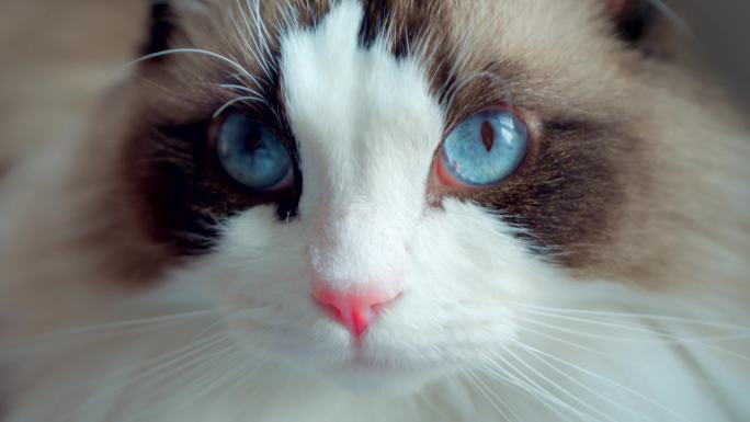 猫咪、布偶猫、宠物猫毛茸茸、猫瞳孔猫爪子