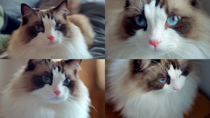猫咪、布偶猫、宠物猫毛茸茸、猫瞳孔猫爪子