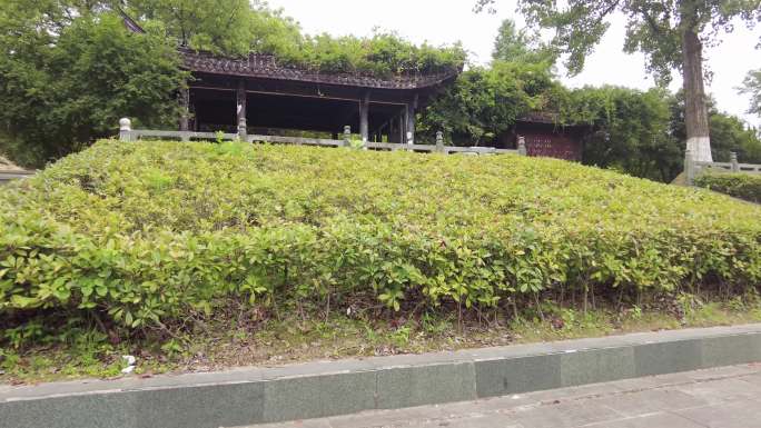 公园树林草丛和庭院