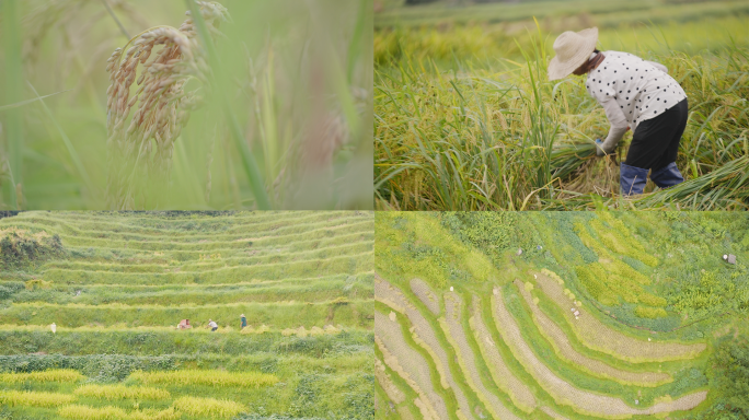 水稻农业稻田小满农作物乡村振兴芒种