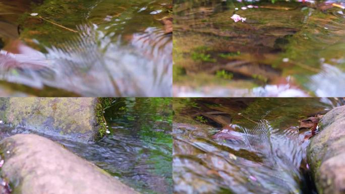 杭州植物园小溪流水风景视频素材49