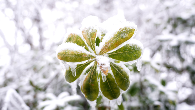 冻雨雾凇树挂雪景