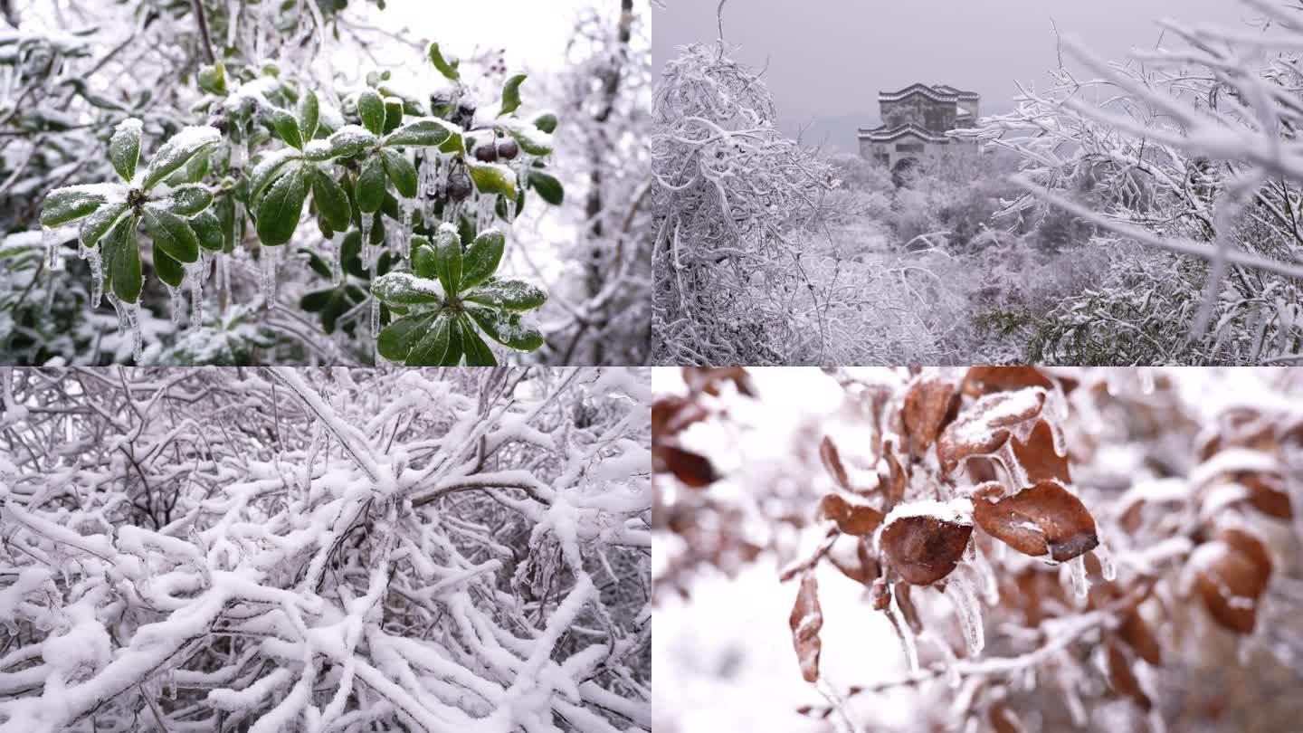 冻雨雾凇树挂雪景