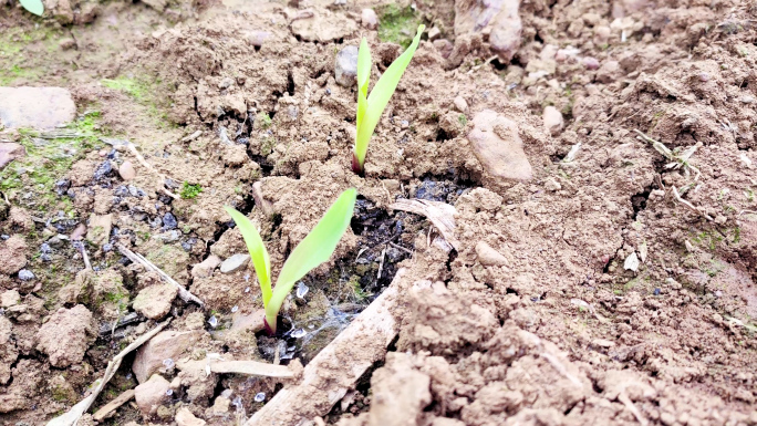 农田 旱地 干旱地 炎热的天气