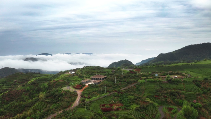 茶山采茶茶农茶叶茶园春茶