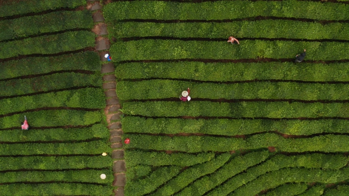 茶山采茶茶农茶叶茶园春茶