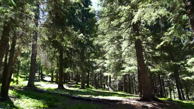 松树林里行走第一视角森林爬山树林走路风景