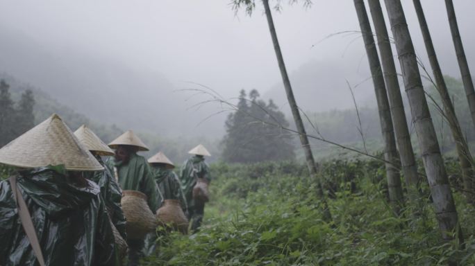 猴坑茶农升格