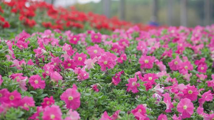 郁金香 茶花 万寿菊 玫瑰花 毛地黄