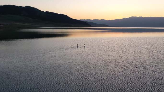 黄昏湖面天鹅湖水面两只天鹅夜幕降临意境