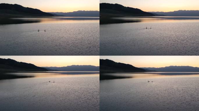 黄昏湖面天鹅湖水面两只天鹅夜幕降临意境