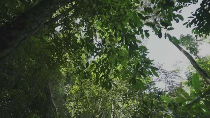 西双版纳植物园 望天树 热带雨林