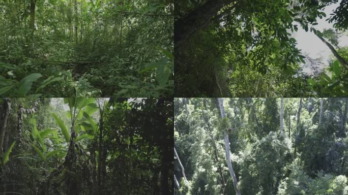 西双版纳植物园 望天树 热带雨林