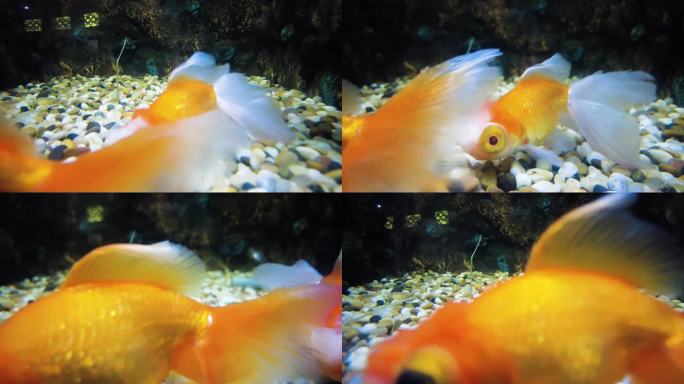动物园的金鱼观赏鱼红龙睛球