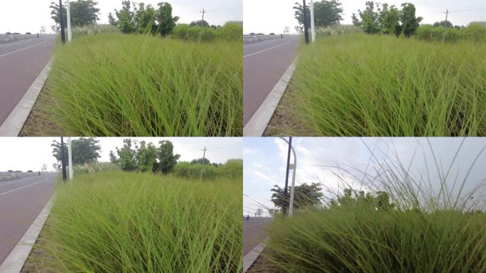 钱塘江路边微风吹动野草