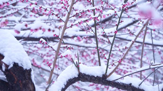 雪中的红梅花