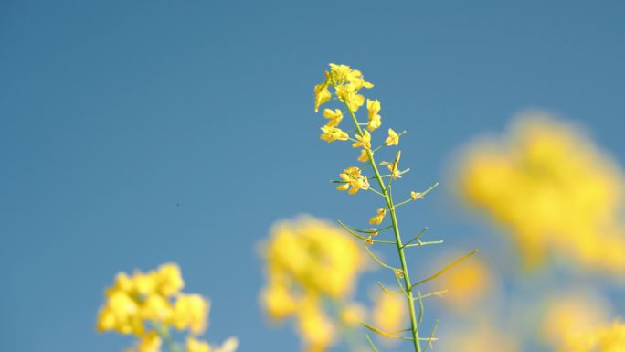 油菜花田昆明江尾村春天蜜蜂