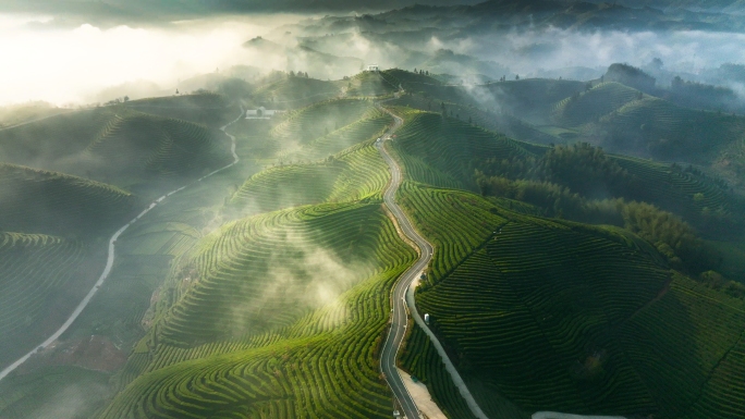 万亩茶山云雾茶山