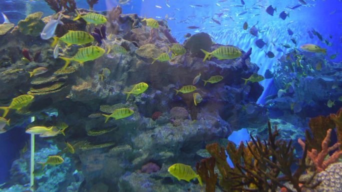 热带鱼海洋世界水族馆珊瑚