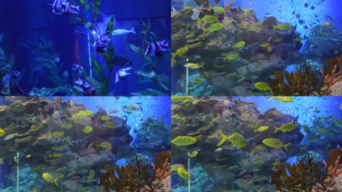 热带鱼海洋世界水族馆珊瑚
