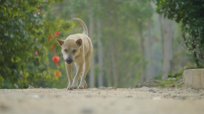 中华田园犬