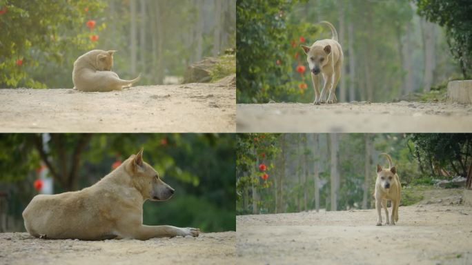 中华田园犬