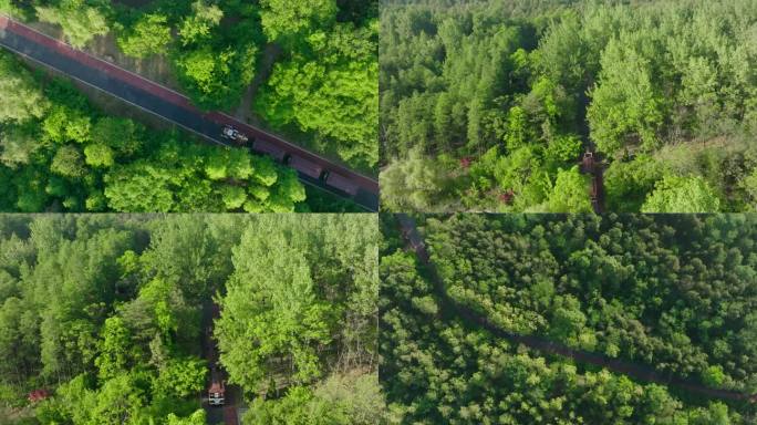 4K小火车穿梭在森林树林中