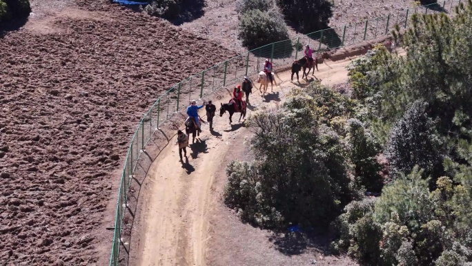 高山牧场 放牛骑马 4K 50p航拍视频