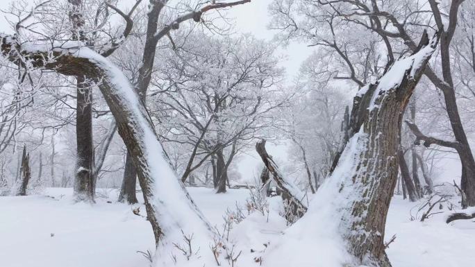 枯树雾凇冰天雪地下雪雪景
