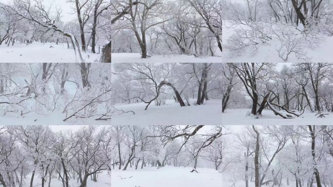 枯树雾凇冰天雪地下雪雪景